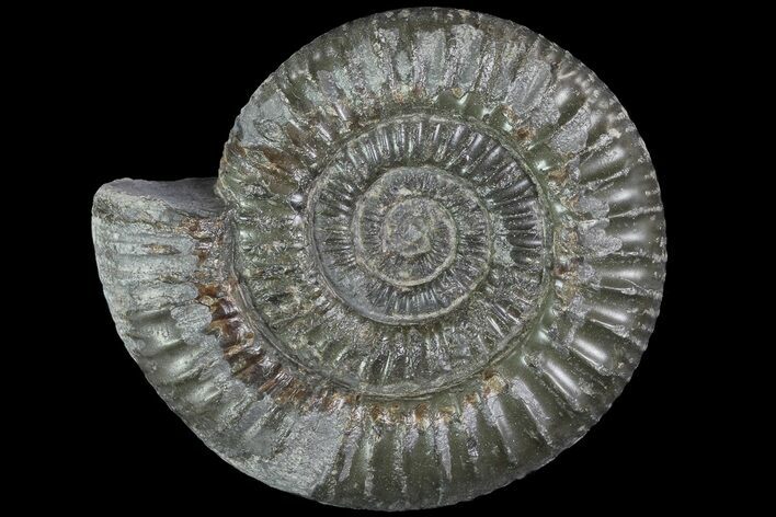 Dactylioceras Ammonite Fossil - England #84928